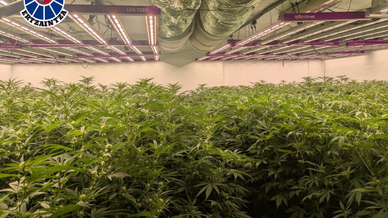 Dos detenidos y una plantación de marihuana desmantelada en Urduliz