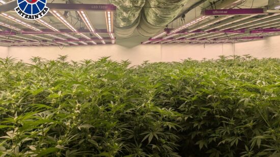 Dos detenidos y una plantación de marihuana desmantelada en Urduliz