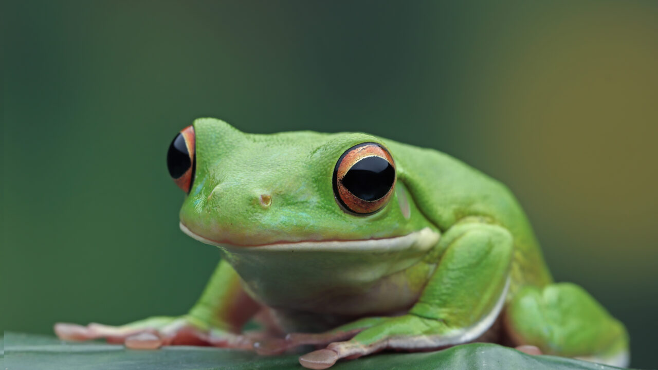 En peligro una especie que solo sobrevive en el País Vasco: un tesoro natural único en España
