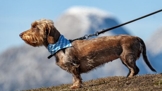 Bizkaia recuerda la obligación de llevar atados a los perros en los parques naturales