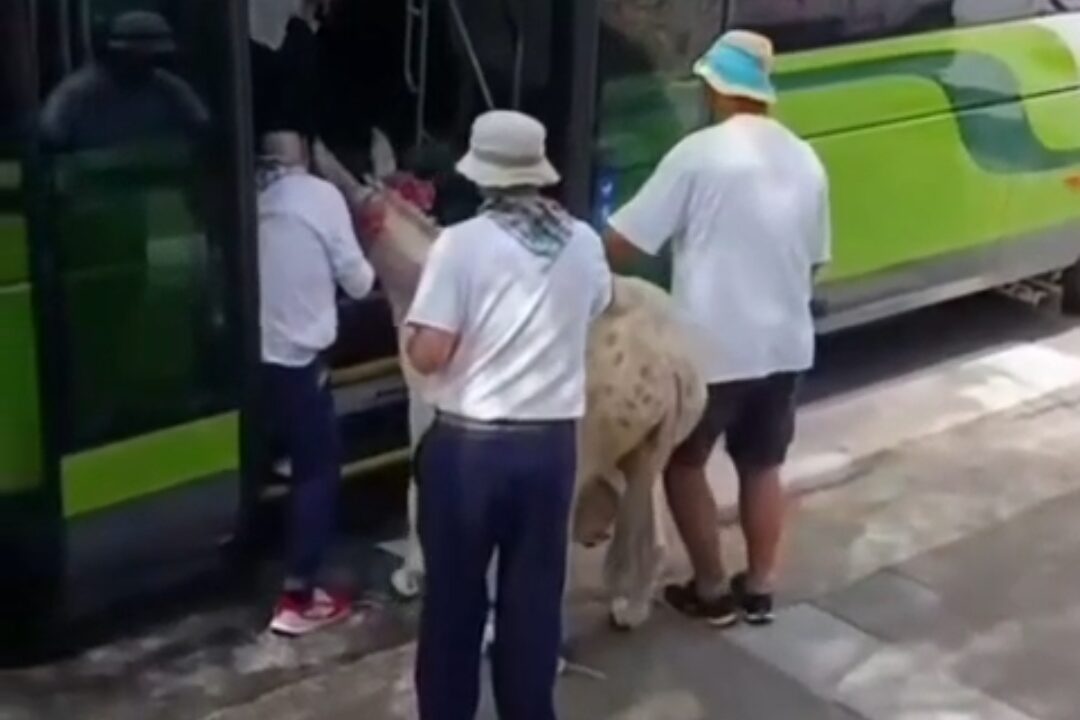 Bizkaibus expedienta al conductor que permitió subir una burra en Bakio