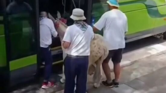 Bizkaibus expedienta al conductor que permitió subir una burra en Bakio