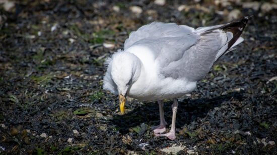 Invasión de gaviotas en ciudades: ruido, agresividad y comida robada en las terrazas