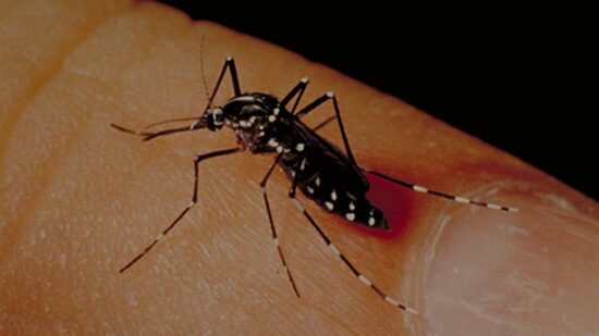 ¿Qué hago si me pica un mosquito tigre?