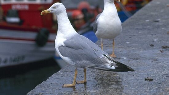 Detectados casos de gripe aviar en aves silvestres en Santurtzi y Erandio