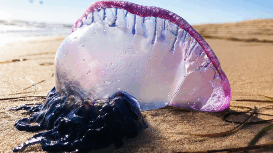 Detectan dos picaduras de carabela portuguesa en playas vascas