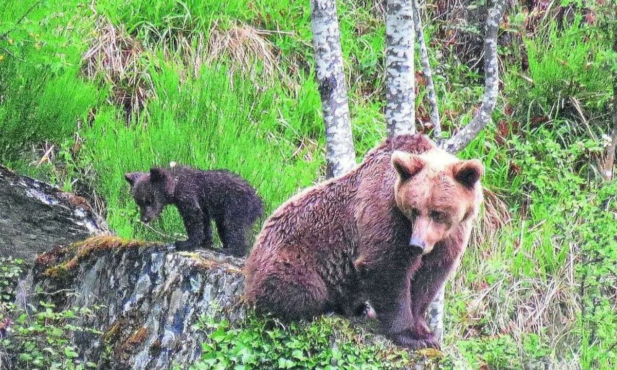 El oso vuelve a las Merindades y no es casualidad