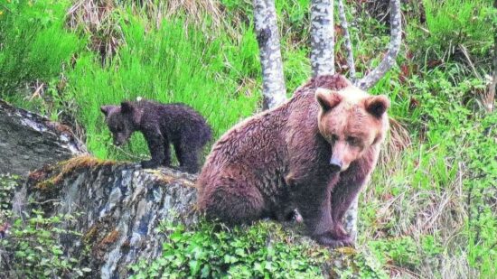 El oso vuelve a las Merindades y no es casualidad