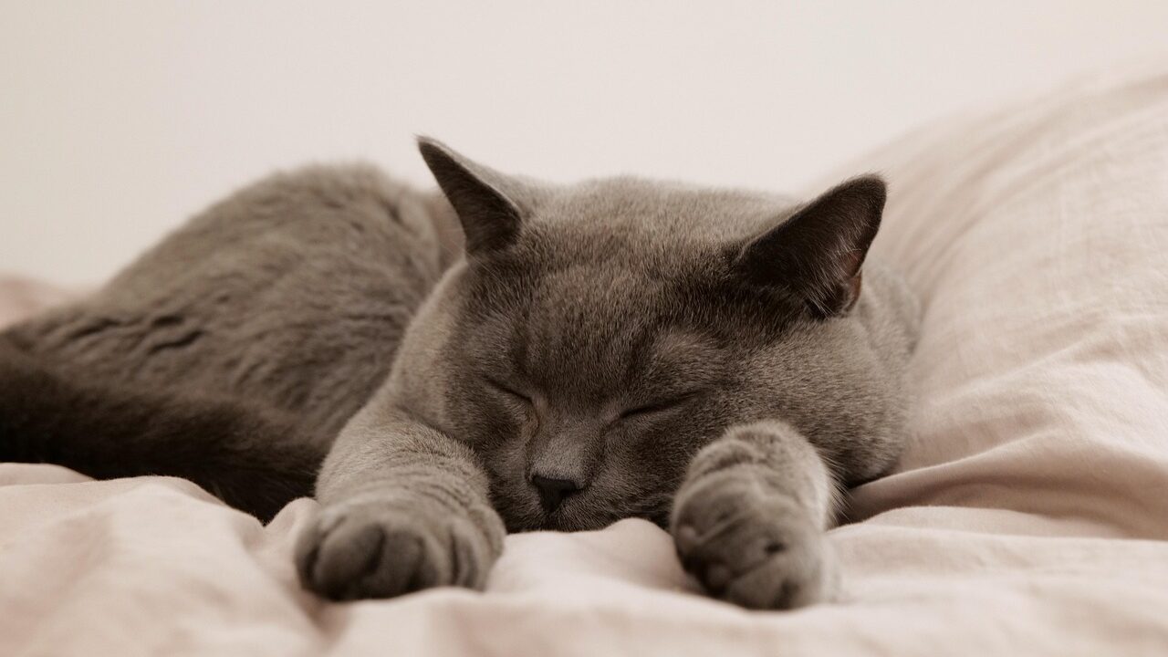 De ser venerado al arenero: día internacional del gato