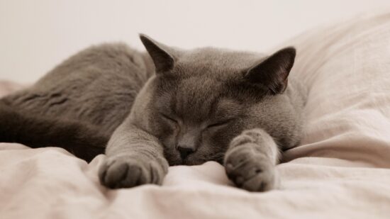 De ser venerado al arenero: día internacional del gato