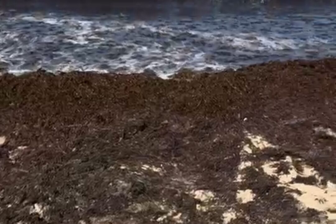 Retiran 200 toneladas de algas en las playas de Noja: «Es imposible bañarse y huele fatal»