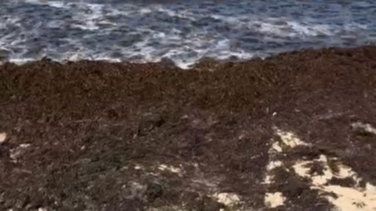 Retiran 200 toneladas de algas en las playas de Noja: «Es imposible bañarse y huele fatal»