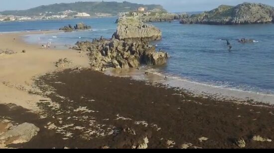 Las algas invasoras no dan tregua a las playas de Noja: el Gobierno de Cantabria ya ha retirado 620 toneladas