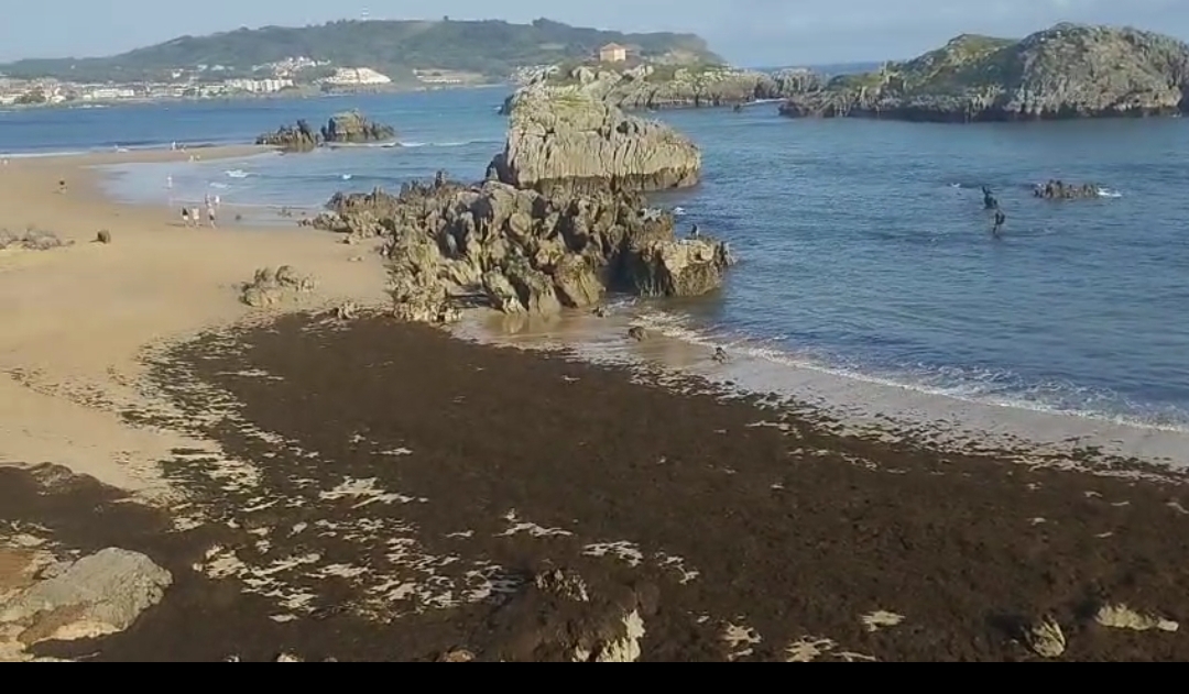 Las algas invasoras no dan tregua a las playas de Noja: el Gobierno de Cantabria ya ha retirado 620 toneladas