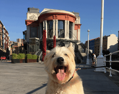 Bilbao se consolida como la cuarta ciudad más pet-friendly de España en 2025