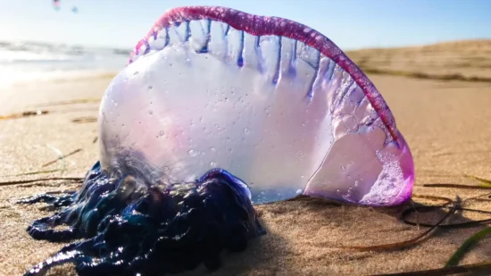La Carabela portuguesa duplica sus picaduras en las playas de Bizkaia este verano