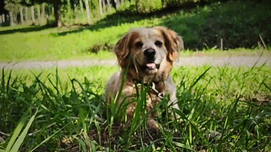 Curri busca una familia que le quiera