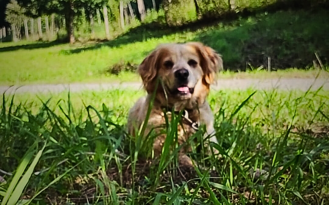 Curri busca una familia que le quiera