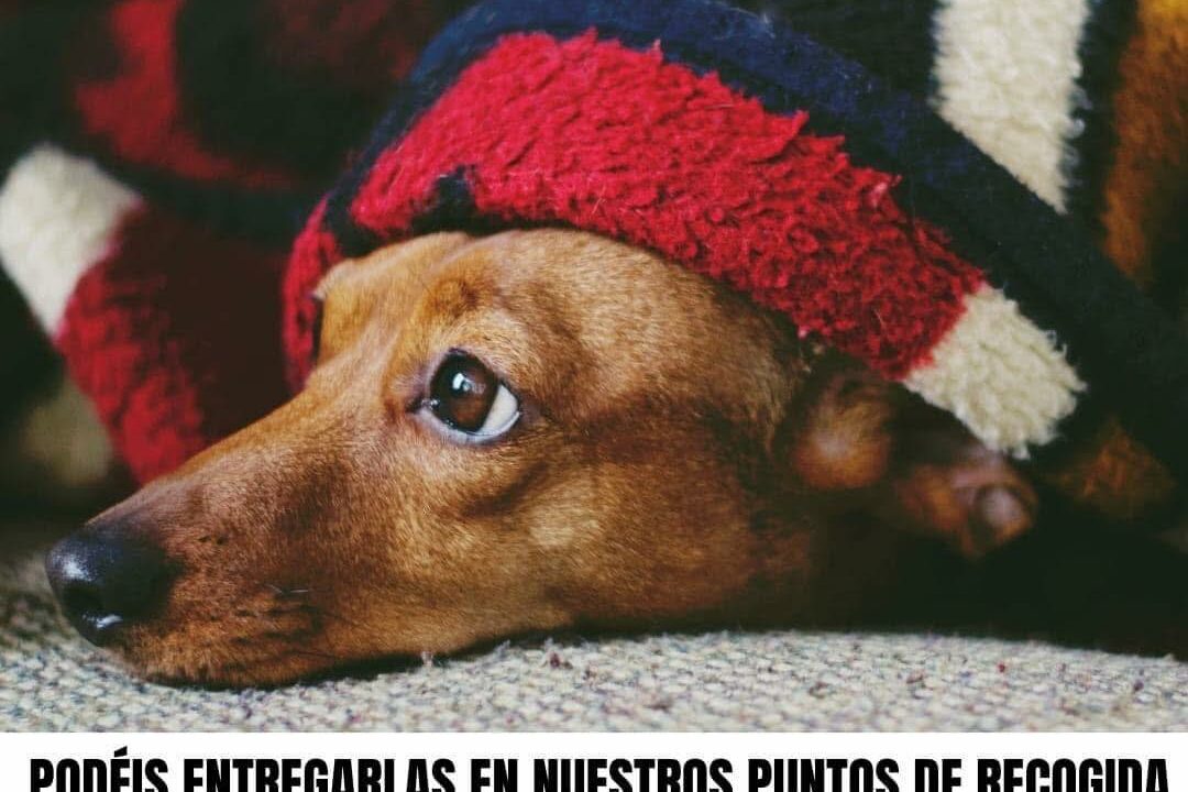 APA Puppy Bilbao pide ayuda urgente: hacen falta mantas para los perros rescatados