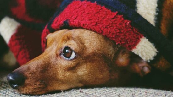 APA Puppy Bilbao pide ayuda urgente: hacen falta mantas para los perros rescatados