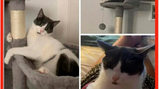 Buscan a Sua, una gata perdida en Portugalete: su familia pide ayuda para que vuelva a casa