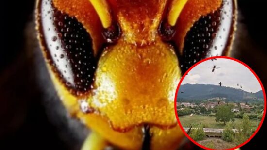 Lo que hay que hacer ante un nido de abejas o avispas: «Mantener la calma y llamar a los bomberos»