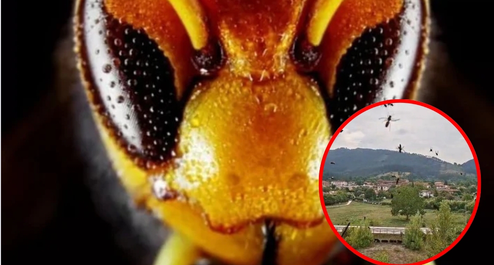 Lo que hay que hacer ante un nido de abejas o avispas: «Mantener la calma y llamar a los bomberos»