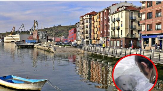 Txata, la foca que vivió en Bilbao