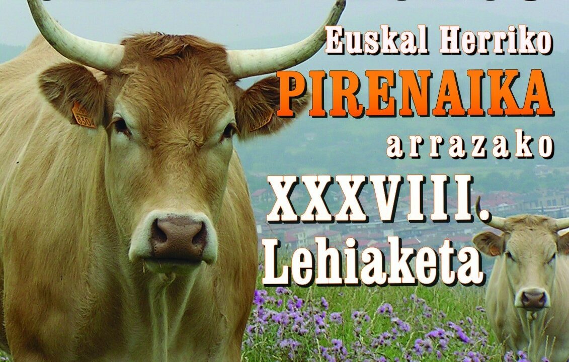 Atención: se busca a la mejor vaca pirenaica en Gernika-Lumo
