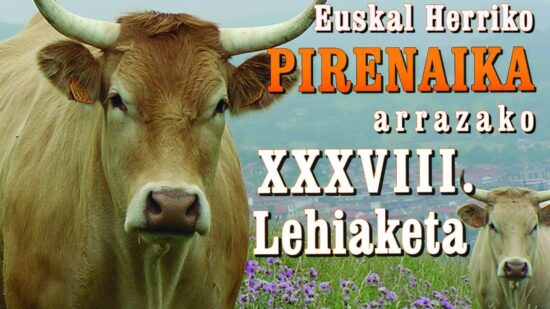 Atención: se busca a la mejor vaca pirenaica en Gernika-Lumo