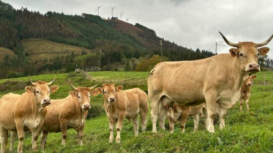 Gernika sube a la pasarela del  Primer Lunes a las mejores vacas pirenaicas