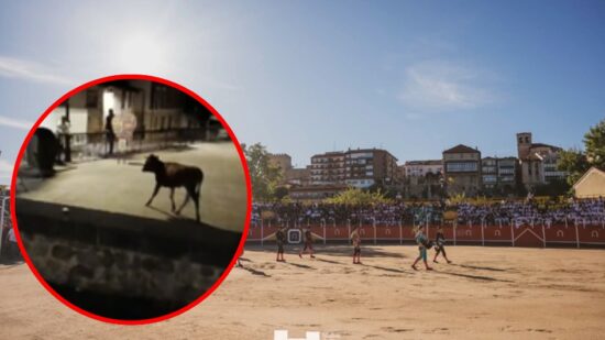 La Guardia Civil sigue buscando a la vaquilla desaparecida en fiestas de Medina de Pomar