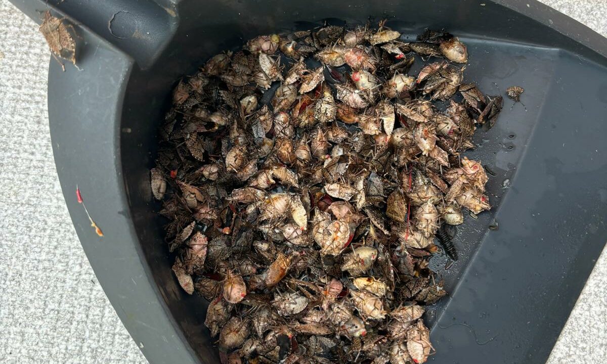 “No podemos colgar la ropa ni respirar”: la plaga de chinches apestosos desata la desesperación en Bizkaia