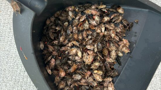 “No podemos colgar la ropa ni respirar”: la plaga de chinches apestosos desata la desesperación en Bizkaia