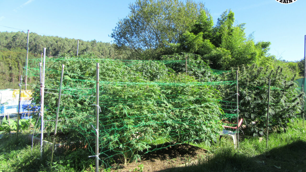 Desmantelan dos plantaciones de marihuana en Erandio y Lezama tras las denuncias vecinales