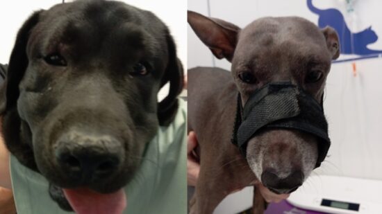 Jose, veterinario de Bilbao: «Me han llegado varios perros con la cara hinchada y queremos saber si hay más casos»»