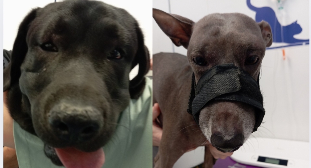 Jose, veterinario de Bilbao: » Me han llegado varios perros con la cara hinchada, ¡ no sé qué pasa!»
