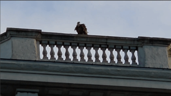 Un buitre sorprende a los vecinos de Abando desde la estación de Indalecio Prieto