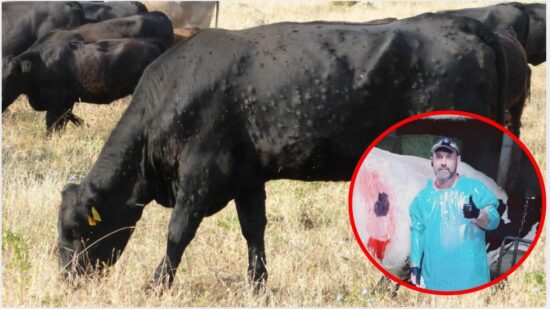 Iker, veterinario de Karrantza: «La dermatosis nodular no pasa ni a la carne ni a la leche»