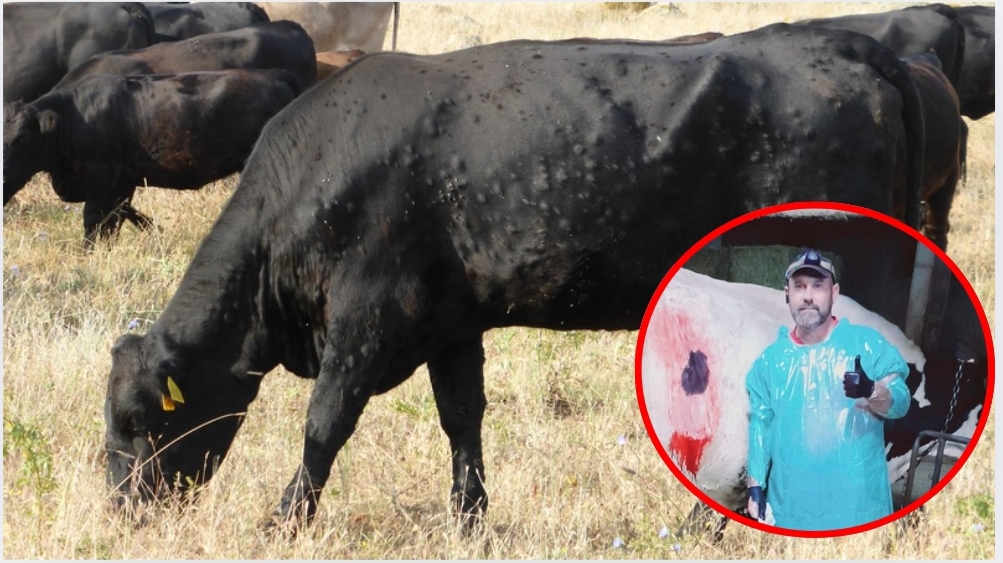 Iker, veterinario de Karrantza: «La dermatosis nodular no pasa ni a la carne ni a la leche»