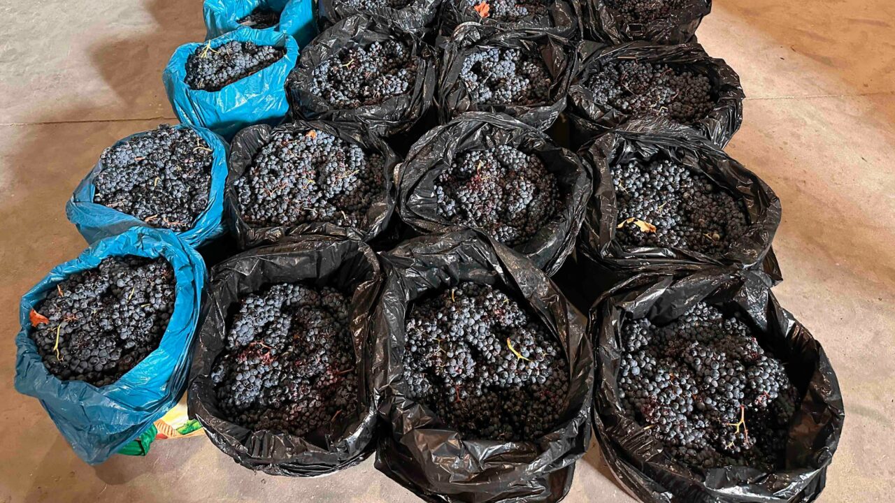 Detienen a cuatro vecinos de Lemoa y Basauri por robar 500 kilos de uva en La Rioja