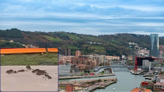 Una plaga de ratas en Zorrotzaurre obliga a intervenir a los técnicos municipales