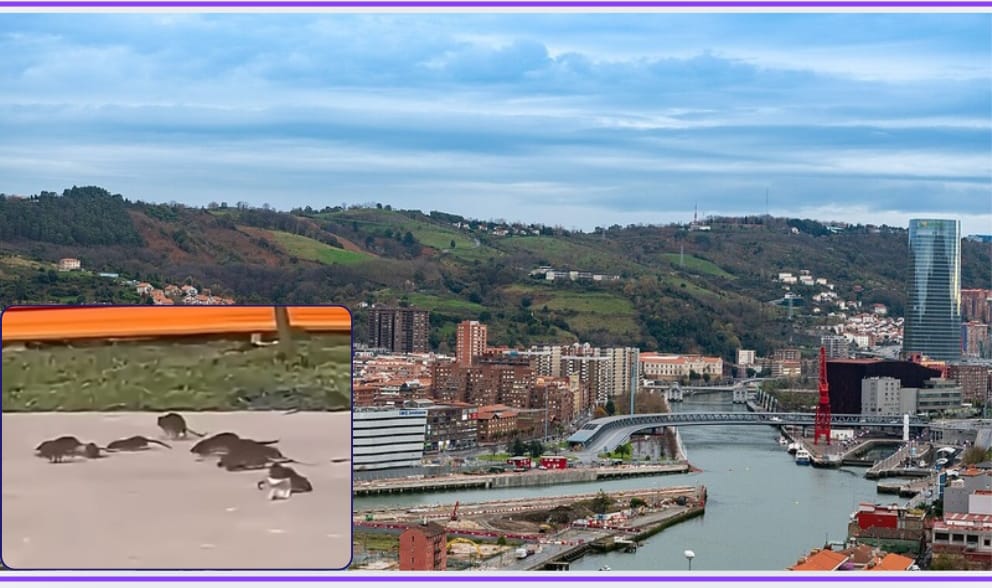 Una plaga de ratas en Zorrotzaurre obliga a intervenir a los técnicos municipales