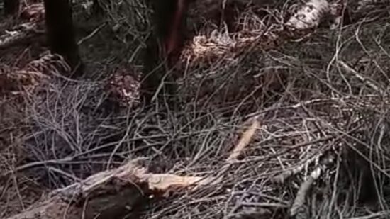 Así estaba el monte quemado en Güeñes: combustible potencial para un incendio