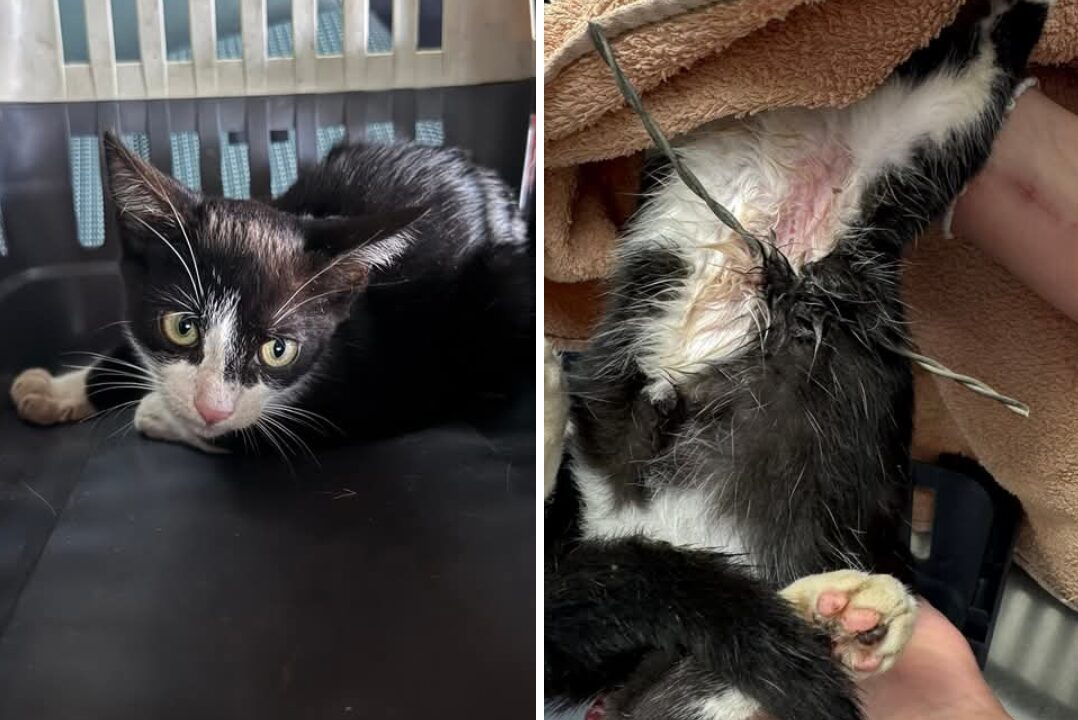 Alan, el gato que sobrevivió a un alambre de espino y busca una segunda oportunidad