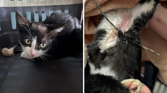Alan, el gato que sobrevivió a un alambre de espino y busca una segunda oportunidad