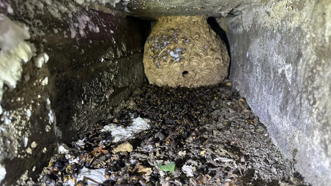 Vivitas y coleando: encuentran 850 avispas asiáticas en un nicho de este cementerio de Bizkaia