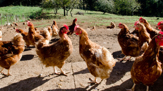 Las organizaciones agrícolas profesionales piden afrontar la gripe aviar «con rigor científico»