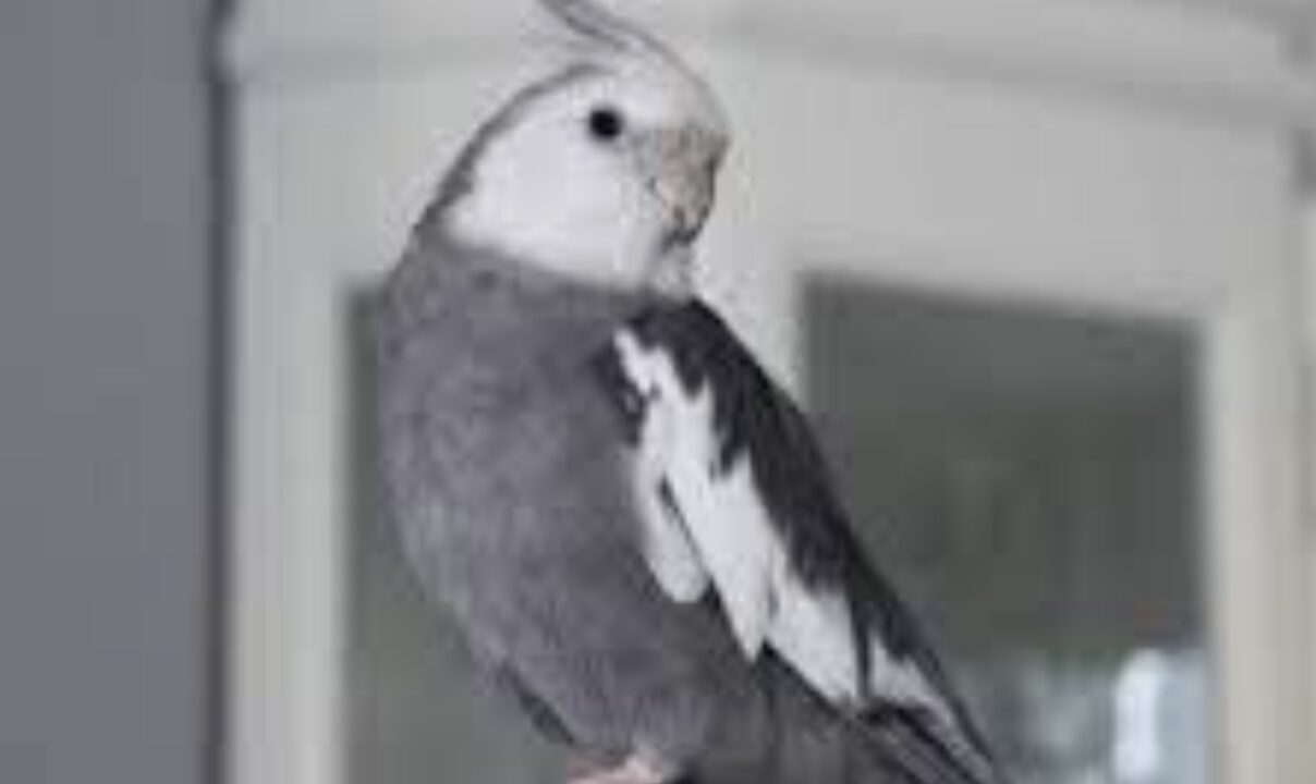 Recompensa para quien encuentre a Charly