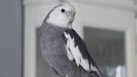 Recompensa para quien encuentre a Charly